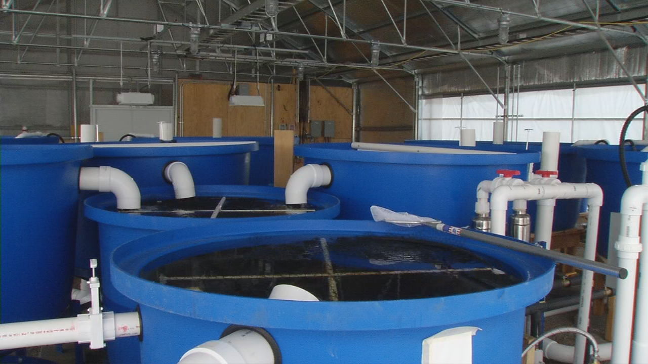 Aquaponics tanks in Shelbyville